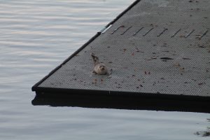 zeehond 2