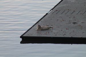 zeehond 6