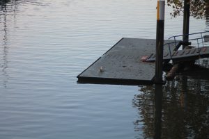 zeehond overzicht